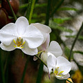 White Orchids Photograph by Bonnie Follett White Orchids Photograph by Bonnie Follett