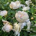 White Peonies in North Carolina Photograph by Chris Berrier White Peonies in North Carolina Photograph by Chris Berrier