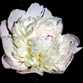 White Peony II Photograph by Delynn Addams White Peony II Photograph by Delynn Addams