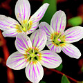 Virginia Spring Beauty Flower Photograph by Meta Gatschenberger Virginia Spring Beauty Flower Photograph by Meta Gatschenberger