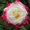 White Red Rose by Jost Houk White Red Rose by Jost Houk