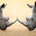 White Rhinoceros head to head Photograph by Johan Swanepoel White Rhinoceros head to head Photograph by Johan Swanepoel