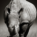 White Rhinoceros In Due-tone by Johan Swanepoel White Rhinoceros In Due-tone by Johan Swanepoel