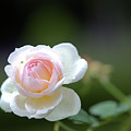 White rose Photograph by Agnes Caruso White rose Photograph by Agnes Caruso