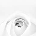 White Rose Photograph by Scott Norris White Rose Photograph by Scott Norris