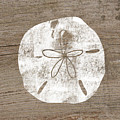 White Sand Dollar- Art by Linda Woods Mixed Media by Linda Woods White Sand Dollar- Art by Linda Woods Mixed Media by Linda Woods