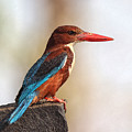 White-throated Kingfisher by Sandeep Gangadharan White-throated Kingfisher by Sandeep Gangadharan