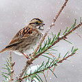 White Throated Sparrow Photograph by Cathy Kovarik White Throated Sparrow Photograph by Cathy Kovarik
