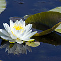 White Waterlily by Teresa Zieba White Waterlily by Teresa Zieba