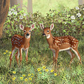 Whitetail Deer Twin Fawns by Crista Forest Whitetail Deer Twin Fawns by Crista Forest