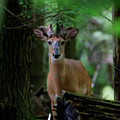 Whitetail deer with velvet antlers in woods Photograph by Dan Friend Whitetail deer with velvet antlers in woods Photograph by Dan Friend