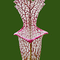 Whitetop Pitcherplant on Green by Paul Rebmann