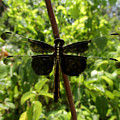 Widow Skimmer Dragonfly Female by Donna Brown Widow Skimmer Dragonfly Female by Donna Brown