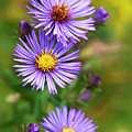 Wild Aster Trio by Christina Rollo Wild Aster Trio by Christina Rollo