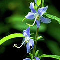 Wild Blue Flowers Photograph by Meta Gatschenberger Wild Blue Flowers Photograph by Meta Gatschenberger
