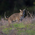 Wild Bobcat Encounter Photograph by Mark Miller Wild Bobcat Encounter Photograph by Mark Miller