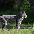Wild Bobcat stands profile looking toward sun Photograph by Mark Miller Wild Bobcat stands profile looking toward sun Photograph by Mark Miller