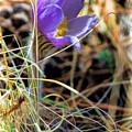 Wild Crocus Photograph by Jim Garrison Wild Crocus Photograph by Jim Garrison