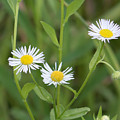 Wild Flower Sunny Side Up Photograph by Marc Champagne Wild Flower Sunny Side Up Photograph by Marc Champagne
