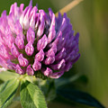 Wild Flower Bloom Photograph by Marc Champagne Wild Flower Bloom Photograph by Marc Champagne