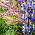 Wild Flower by Shari Chavira Wild Flower by Shari Chavira