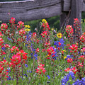 Wild Flowers Photograph by Robert Bellomy Wild Flowers Photograph by Robert Bellomy