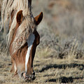 Wild Horse by Frank Madia Wild Horse by Frank Madia