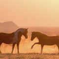 Wild Horse Glow Photograph by Wesley Aston Wild Horse Glow Photograph by Wesley Aston