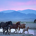Wild Horse Sunrise Photograph by Wesley Aston Wild Horse Sunrise Photograph by Wesley Aston