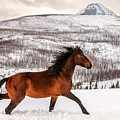 Wild Horse by Todd Klassy Wild Horse by Todd Klassy
