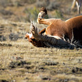 Wild Horse With and Itch by Frank Madia Wild Horse With and Itch by Frank Madia