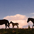 Wild Horses and Clouds Photograph by Mark  Miller