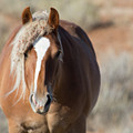 Wild Horses of Park County Wyoming by Frank Madia Wild Horses of Park County Wyoming by Frank Madia