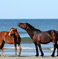 Wild Horses on Beach Photograph by Ted Keller Wild Horses on Beach Photograph by Ted Keller