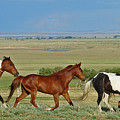 Wild Horses Wyoming by Heather Coen Wild Horses Wyoming by Heather Coen
