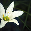 Wild Lily Photograph by Carolyn Marshall Wild Lily Photograph by Carolyn Marshall