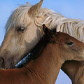Wild Mustang Filly and Foal Photograph by Yva Momatiuk and John Eastcott Wild Mustang Filly and Foal Photograph by Yva Momatiuk and John Eastcott