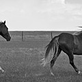 Wild Mustangs of New Mexico 46 Photograph by Catherine Sobredo