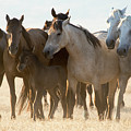 Wild Mustangs Photograph by Wesley Aston Wild Mustangs Photograph by Wesley Aston