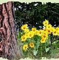 Wild Oyama Sunflowers by Will Borden Wild Oyama Sunflowers by Will Borden