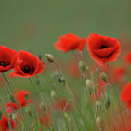Wild Poppies Photograph by Pete Walkden Wild Poppies Photograph by Pete Walkden