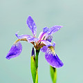 Wild Purple Iris Print Photograph by Gwen Gibson Wild Purple Iris Print Photograph by Gwen Gibson