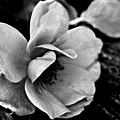 Wild Rose and Salvaged Barn Wood Photograph by Curtis J Neeley Jr Wild Rose and Salvaged Barn Wood Photograph by Curtis J Neeley Jr