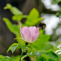 Wild Roses. Allegro Moderato. Photograph by Elena Perelman Wild Roses. Allegro Moderato. Photograph by Elena Perelman