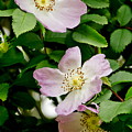 Wild Roses. Trio. Photograph by Elena Perelman Wild Roses. Trio. Photograph by Elena Perelman