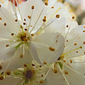 Wild Sand Plum  by Shelli Fitzpatrick