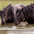 Wild Stallions at the Water Hole Photograph by Mark Miller Wild Stallions at the Water Hole Photograph by Mark Miller