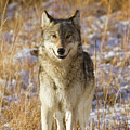 Wild Wolf Portrait Photograph by Mark Miller Wild Wolf Portrait Photograph by Mark Miller