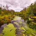 Wilderness Creek in the Autumn Woods Photograph by Stacie Siemsen Wilderness Creek in the Autumn Woods Photograph by Stacie Siemsen