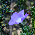 Wilderness Flower 1 by Paul Johnson